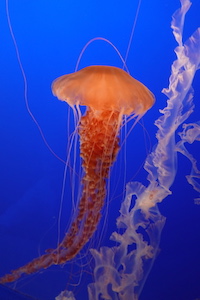 jellyfish_web_200x300