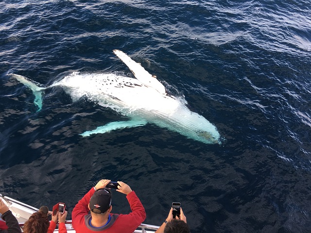 whale_watching_gold_coast