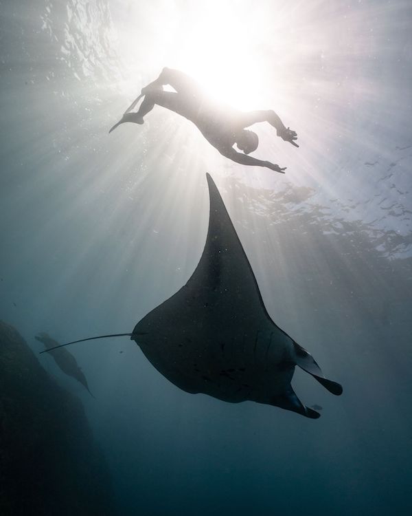 Manta_pexels-eliannedipp-4696778_600x750